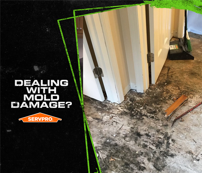Mold on the floor of a hallway and SERVPRO logo with Dealing With Mold Damage? 