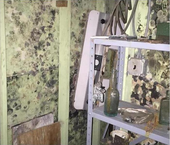 A room in a house, there is a shelf with some bottles and the walls are covered with mold.