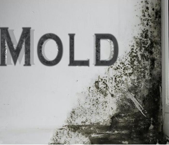 "Mold"