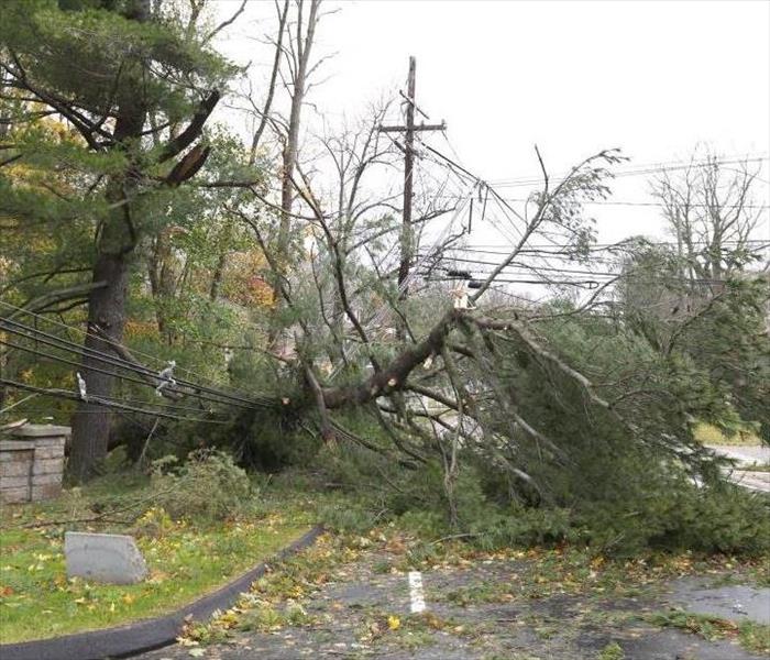 crushed power line caused by fallen tree during hurricane
